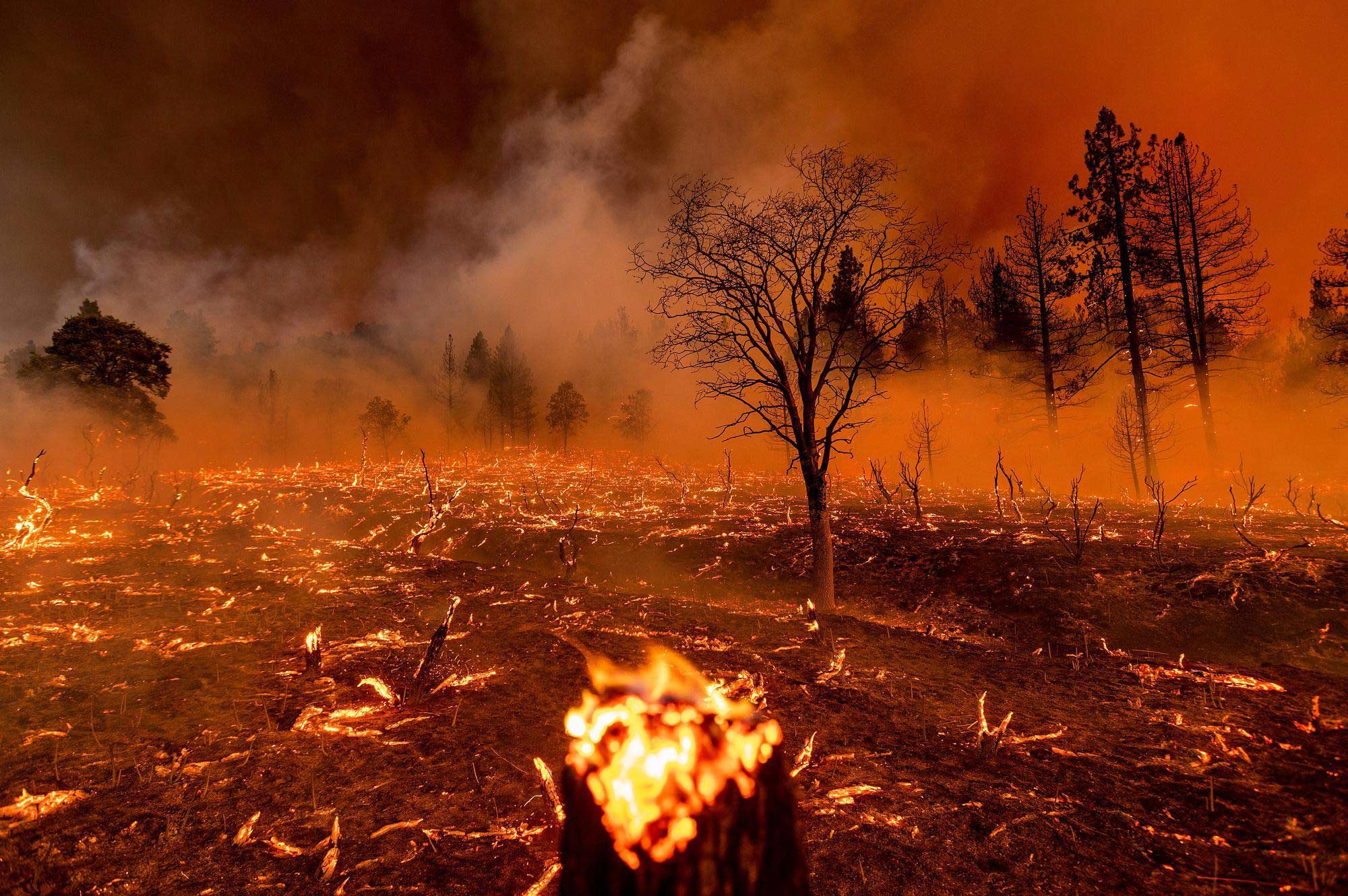 burning forest image